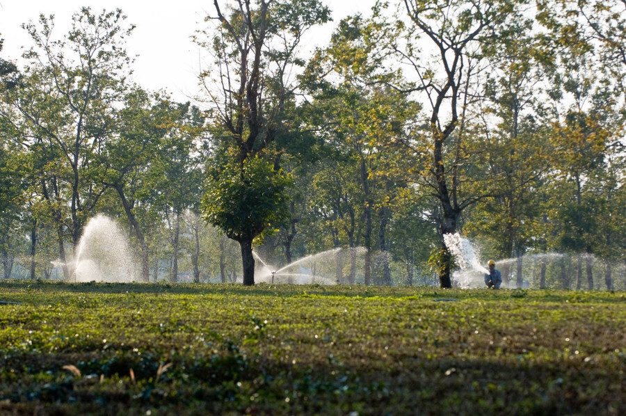 Ngay sát hàng thông cổ thụ là những vườn chè xanh đến ngút mắt. Ảnh: Huy Tịnh Ngay sát hàng thông cổ thụ là những vườn chè xanh đến ngút mắt. Ảnh: Huy Tịnh