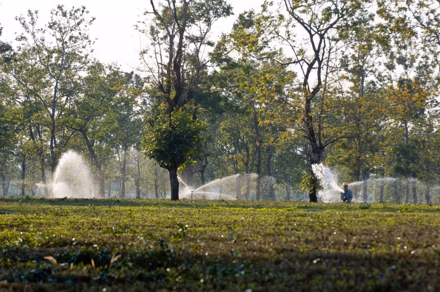 Ngay sát hàng thông cổ thụ là những vườn chè xanh đến ngút mắt. Ảnh: Huy Tịnh Ngay sát hàng thông cổ thụ là những vườn chè xanh đến ngút mắt. Ảnh: Huy Tịnh