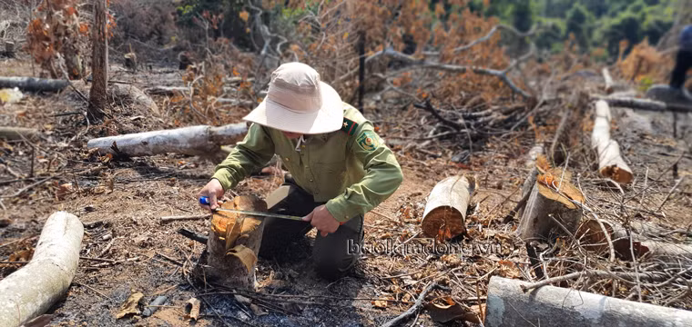 Lực lượng chức năng đo đếm số cây rừng bị cưa hạ