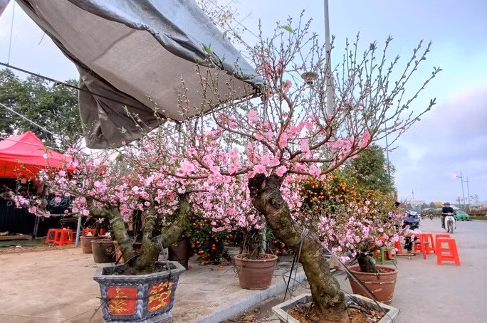 Trước đây, khi không có dịch bệnh Covid-19, hoa thường được cung cấp cho thị trường Hà Nội