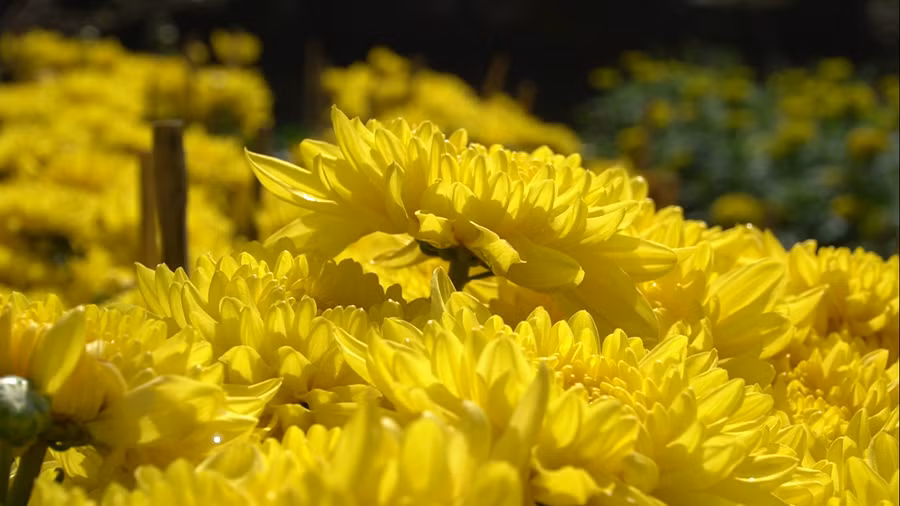 Mang biểu tượng của sự thịnh vượng lại còn xuất hiện trong bộ tranh Tứ quý: Tùng, trúc, cúc, mai tương ứng với 4 mùa trong năm đem lại sự sống, niềm vui, sự hân hoan, hạnh phúc đến mọi nhà. Ngoài ra, hoa cúc còn được cho là loài hoa xua đuổi tà ma, những điều không tốt cho gia chủ.