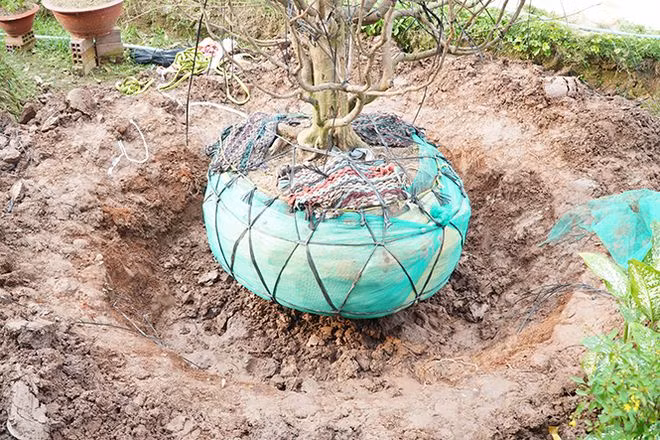 Bầu đất được bó hoàn chỉnh ẢNH: XUÂN PHÚC