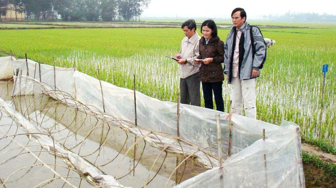 Nhóm nghiên cứu do PGS-TS Phan Phước Hiền (bên phải) dẫn đầu trồng khảo nghiệm giống lúa cổ Việt Nam. Ảnh: NHÂN VẬT CUNG CẤP