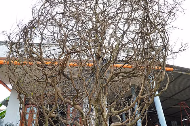 Ngay khi bứng, cây mai được những người thợ bó táng sao cho diện tích tối thiểu nhất ẢNH: XUÂN PHÚC