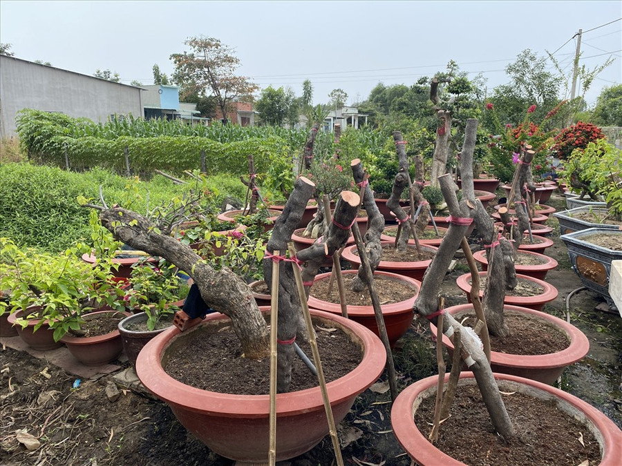 Những gốc cây hoa giấy bị đối tượng cưa đem về nhà ươm giống. Ảnh: Nguyễn Độ
