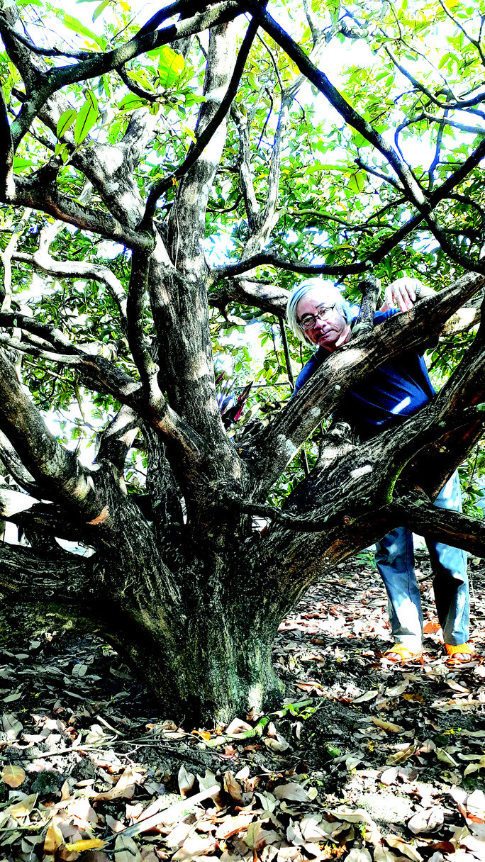 Lặt lá cho một “cụ” mai chuẩn bị đón Tết Lặt lá cho một “cụ” mai chuẩn bị đón Tết