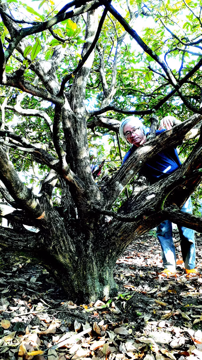 Lặt lá cho một “cụ” mai chuẩn bị đón Tết