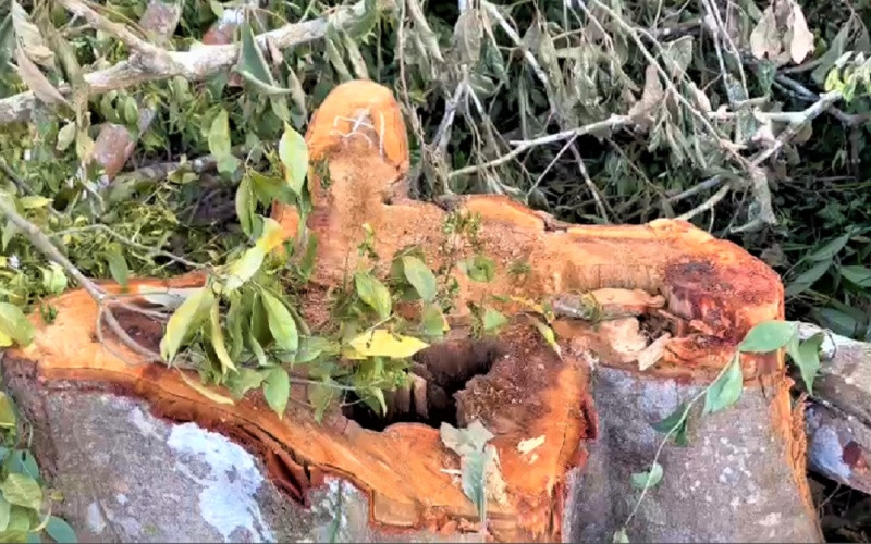 Nhiều gốc cây rừng tại hiện cho thấy rừng vừa bị chặt phá, dấu vết còn mới.