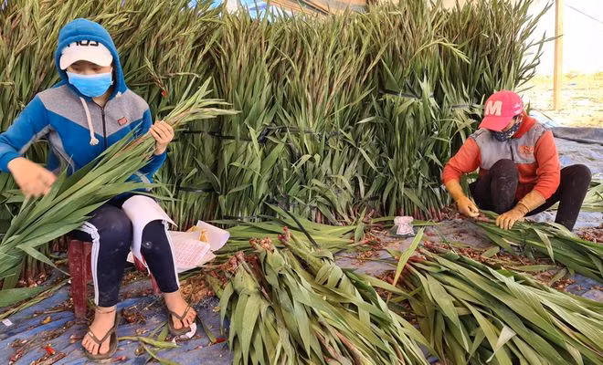 Vựa hoa này đóng đi TPHCM để phục vụ ngày. ẢNH: LÂM VIÊN