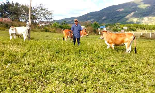 Đến nay, già làng Đinh Gui (làng Kliết-H'ôn, xã Đak Song, huyện Kông Chro) có 100 con bò. Ảnh Ngọc Minh 