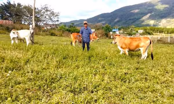 Đến nay, già làng Đinh Gui (làng Kliết-H'ôn, xã Đak Song, huyện Kông Chro) có 100 con bò. Ảnh Ngọc Minh 