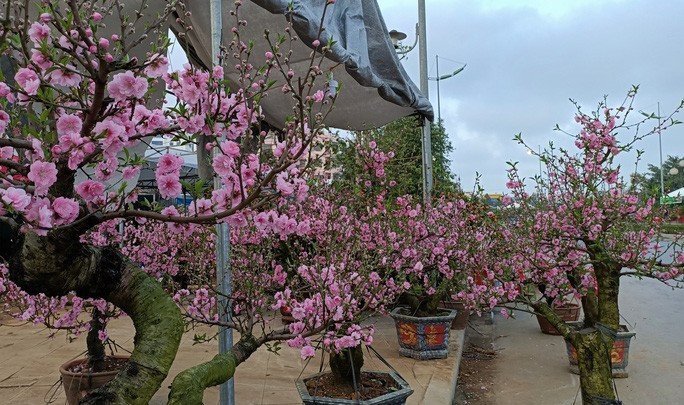  Theo chủ gian hàng, loài hoa này được trồng duy nhất ở Mộc Châu, tỉnh Sơn La