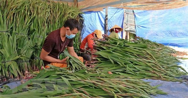 Nhân công phân loại và đóng gói hoa tại một vựa hoa ở xã Hiệp An (Đức Trọng) để chuẩn bị chở đi tiêu thụ tại các tỉnh, thành trong nước. (Ảnh: Nguyễn Dũng/TTXVN) Nhân công phân loại và đóng gói hoa tại một vựa hoa ở xã Hiệp An (Đức Trọng) để chuẩn bị chở đi tiêu thụ tại các tỉnh, thành trong nước. (Ảnh: Nguyễn Dũng/TTXVN)