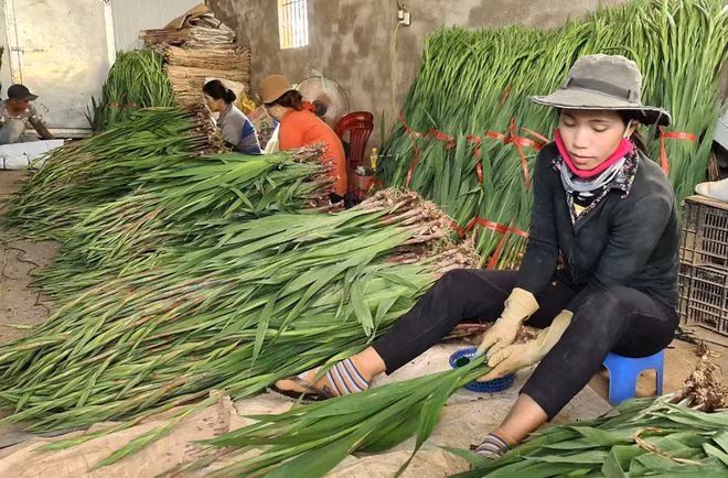 Hoa lay ơn đóng đi Hà Nội và các tỉnh phía Bắc giảm 80% so với mọi năm ẢNH: LÂM VIÊN