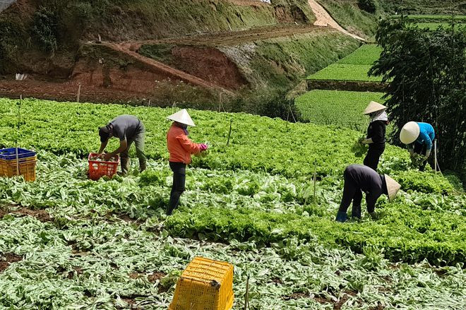 Sản lượng rau xà lách Đà Lạt tăng cao khiến cung vượt cầu. Ảnh: LÂM VIÊN