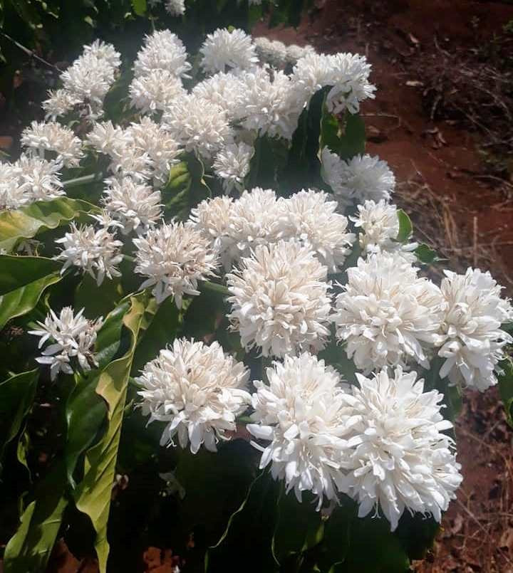  Mỗi năm hoa cà phê thường nở rộ 2-3 đợt, mỗi đợt kéo dài 7-10 ngày hoa mới có dấu hiệu phai tàn. Thời gian hoa cà phê nở kéo dài từ tháng 12 đến tháng 3 năm sau.