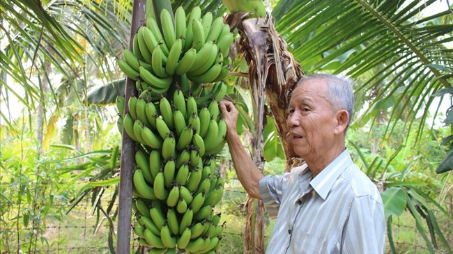 Ông Hai Nghĩa trồng nhiều cây ăn trái để tặng cho bà con lối xóm. Ảnh: K.Q Ông Hai Nghĩa trồng nhiều cây ăn trái để tặng cho bà con lối xóm. Ảnh: K.Q