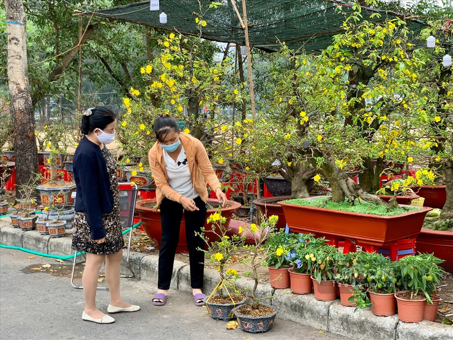 3 Không chỉ bày bán các loại mai “khủng” mà những cây mai nhỏ cũng được nhiều khách chuộng. Chị Đ.T.H (Quận 7, TPHCM) cho biết chị dự định mua 2-3 cây mai cỡ nhỏ bày trong nhà. Giá năm nay so với các năm trước có cao hơn 1 chút nhưng chị thấy không đáng kể. “Dịch bệnh làm người trồng hoa vất vả mà không bán được nhiều như mong đợi, nên tôi cũng không muốn mặc cả hay ép giá, mua ủng hộ cho họ được ăn Tết ấm no“- chị H nói.