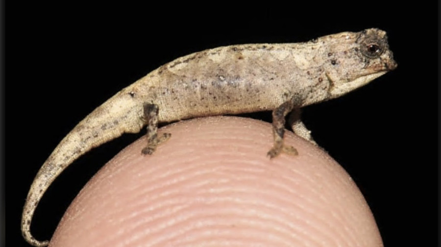 Loài tắc kè hoa Brookesia nana được xem là loài bò sát nhỏ nhất thế giới. Ảnh: Scientific Reports.