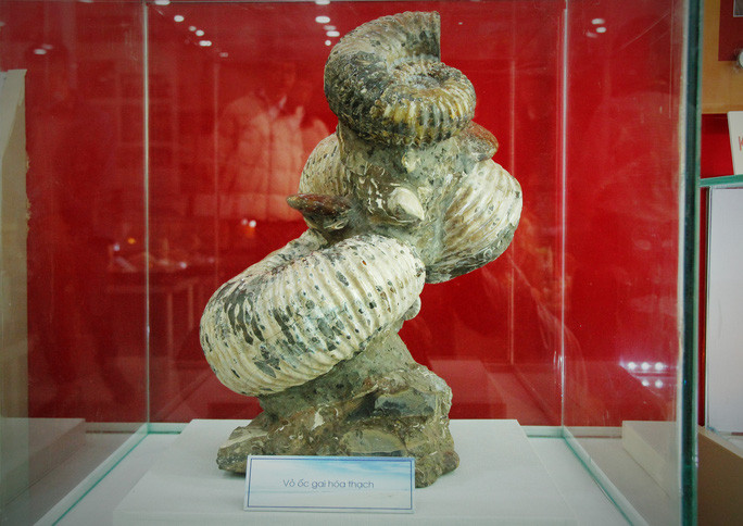 Vỏ ốc gai hóa thạch đồ sộ thuộc bộ sưu tập của ông Phan Thanh Toại