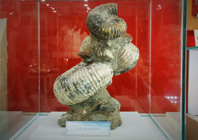 Vỏ ốc gai hóa thạch đồ sộ thuộc bộ sưu tập của ông Phan Thanh Toại