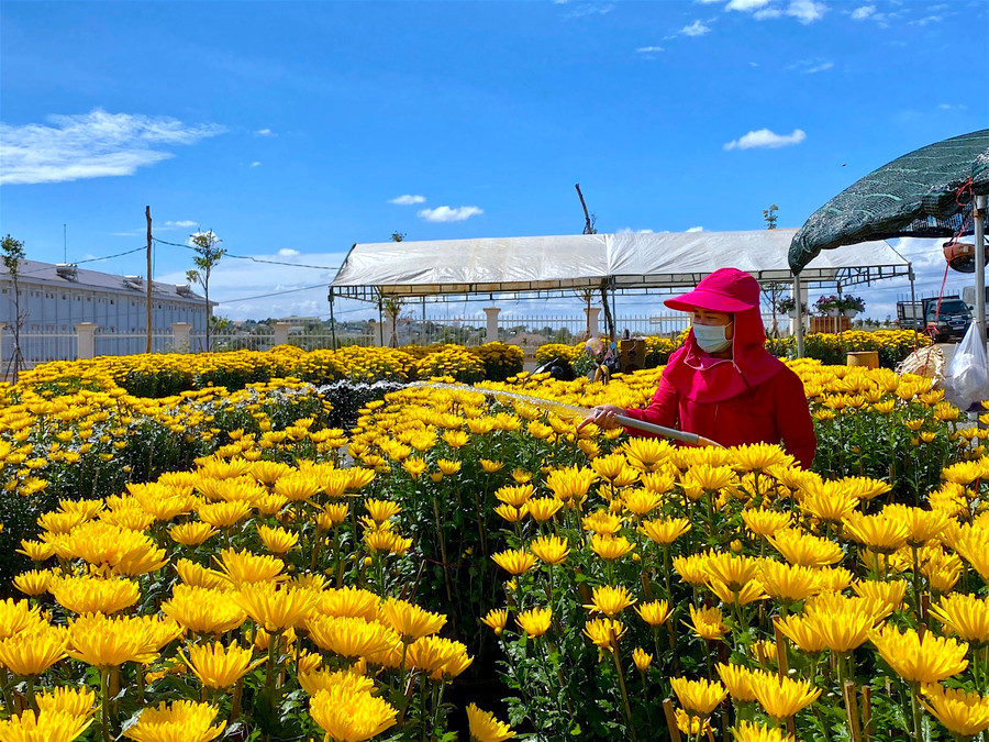 Người trồng hoa cúc chậu trên địa bàn TP. Pleiku tham gia chợ hoa Tết rất vui mừng khi nhận được sự quan tâm, chia sẻ từ chính quyền địa phương. Ảnh: Mộc Trà Người trồng hoa cúc chậu trên địa bàn TP. Pleiku tham gia Chợ hoa Tết rất vui mừng khi nhận được sự quan tâm, san sẻ khó khăn từ chính quyền địa phương. Ảnh: Mộc Trà