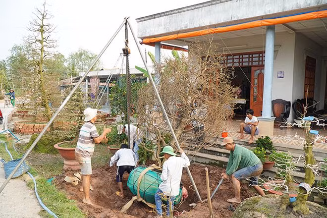 Sau khi được bó, cây mai sau được di chuyển lên khỏi đất bằng tó 3 chân và ròng rọc động ẢNH: XUÂN PHÚC