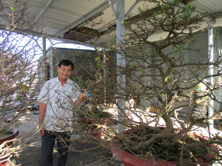 Mỗi mùa Tết ông Trúc bỏ túi hơn 500 triệu đồng từ việc cho thuê mai.