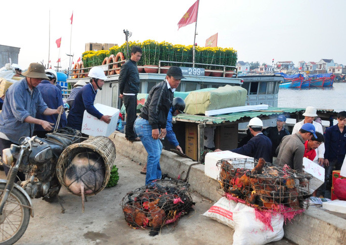  Gia súc, gia cầm cũng được đưa ra Lý Sơn. Ảnh: T.Trực