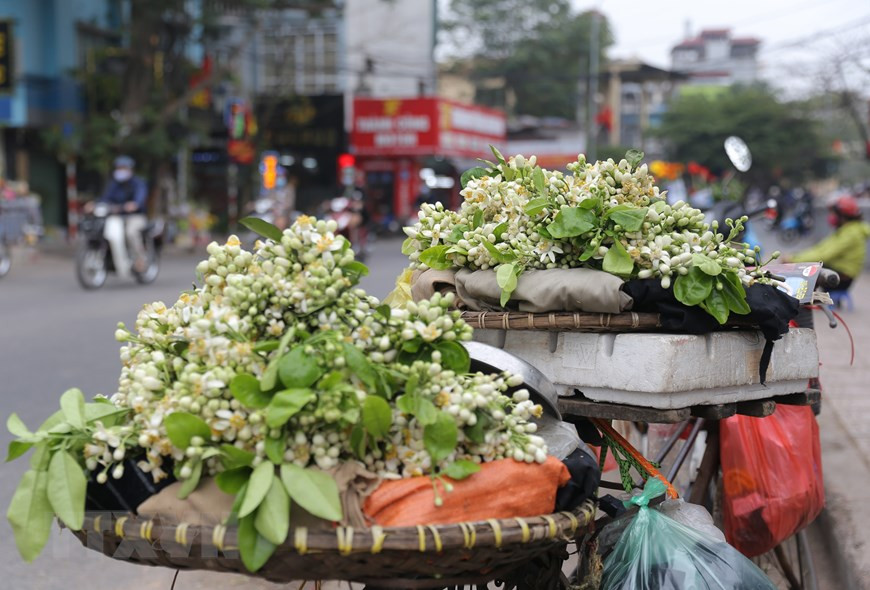 Những nhành hoa bưởi lặng lẽ len lỏi khắp phố phường. (Ảnh: Hoàng Hiếu/TTXVN)