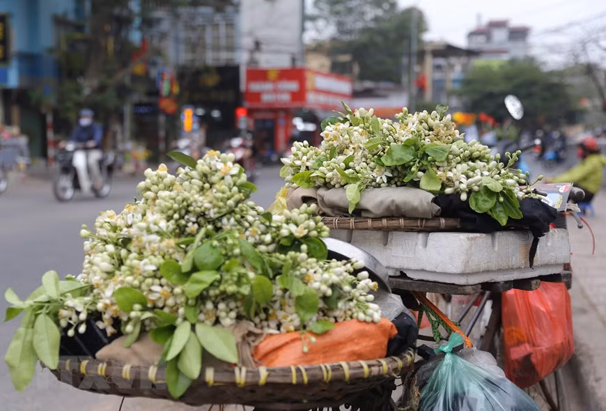 Những nhành hoa bưởi lặng lẽ len lỏi khắp phố phường. (Ảnh: Hoàng Hiếu/TTXVN)