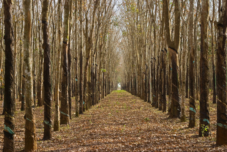 Lá cao su trút xuống tạo thành một tấm thảm nâu vàng quyến rũ. Ảnh: Huy Tịnh Lá cao su trút xuống tạo thành một tấm thảm nâu vàng quyến rũ. Ảnh: Huy Tịnh
