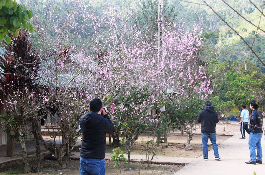 Nhiều du khách thích thú khi tận mắt chiêm ngưỡng những cây đào rừng đầy sắc hoa nơi miền biên viễn. ẢNH: MẠNH CƯỜNG