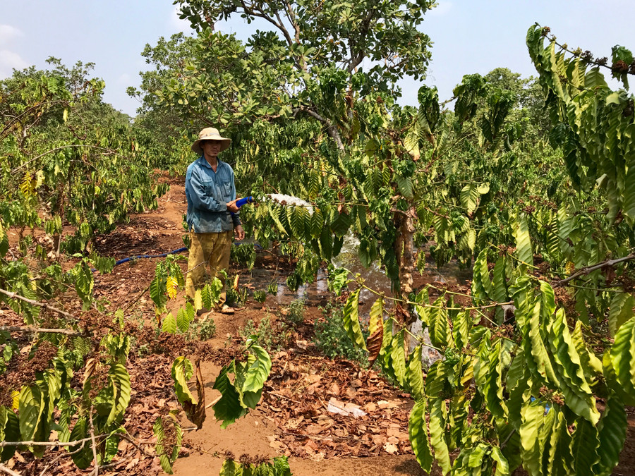 Nhiều diện tích cà phê trên địa bàn huyện Đức Cơ bị khô héo do thiếu nước tưới. Ảnh: Hà Duy