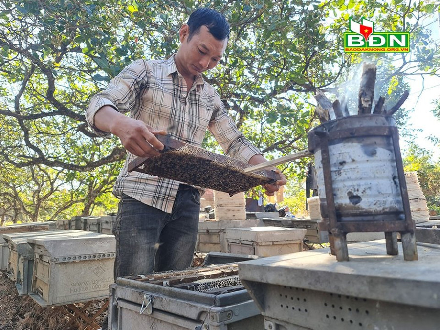 Anh Long kiểm tra cầu ong trước khi lấy mật