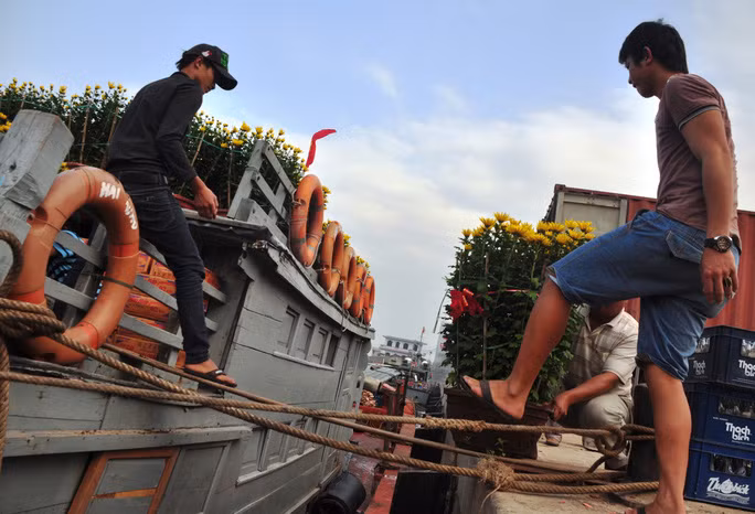  Đưa hoa cúc xuống tàu, chở ra Lý Sơn. Ảnh: T.Trực