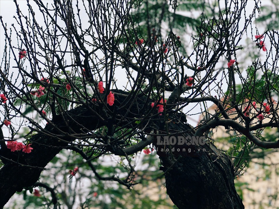 So với thời điểm năm ngoái, thì lượng khách năm nay giảm hơn 50 %. Ảnh: Phương Duy  So với thời điểm năm ngoái, thì lượng khách năm nay giảm hơn 50 %. Ảnh: Phương Duy