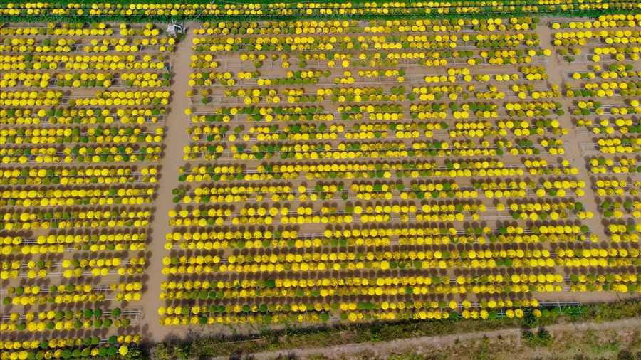 Cánh đồng cúc mâm xôi nhìn từ trên cao với những gam màu tuyệt đẹp (Ảnh: Paris Le)