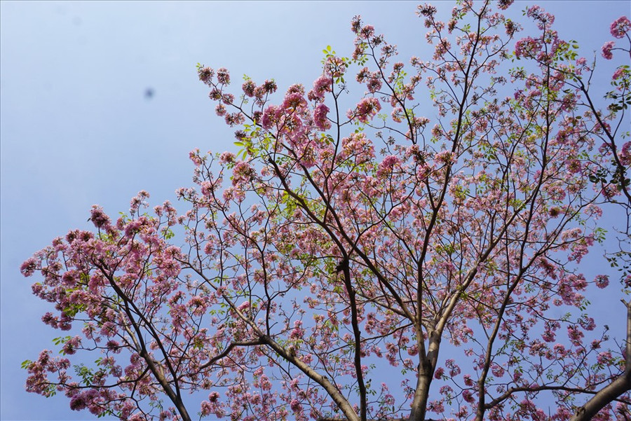 Cây có thân cao khoảng 10-15 m với tán hình dù. Thời điểm trổ bông, cây trơ lá, ít bóng mát.
