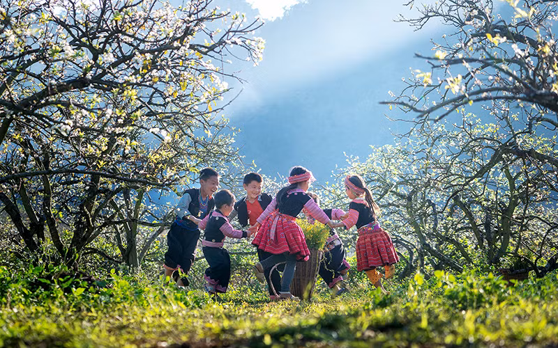  Trẻ em Vân Hồ vui chơi trong mùa hoa mận. Ảnh: HÀ THANH NGA