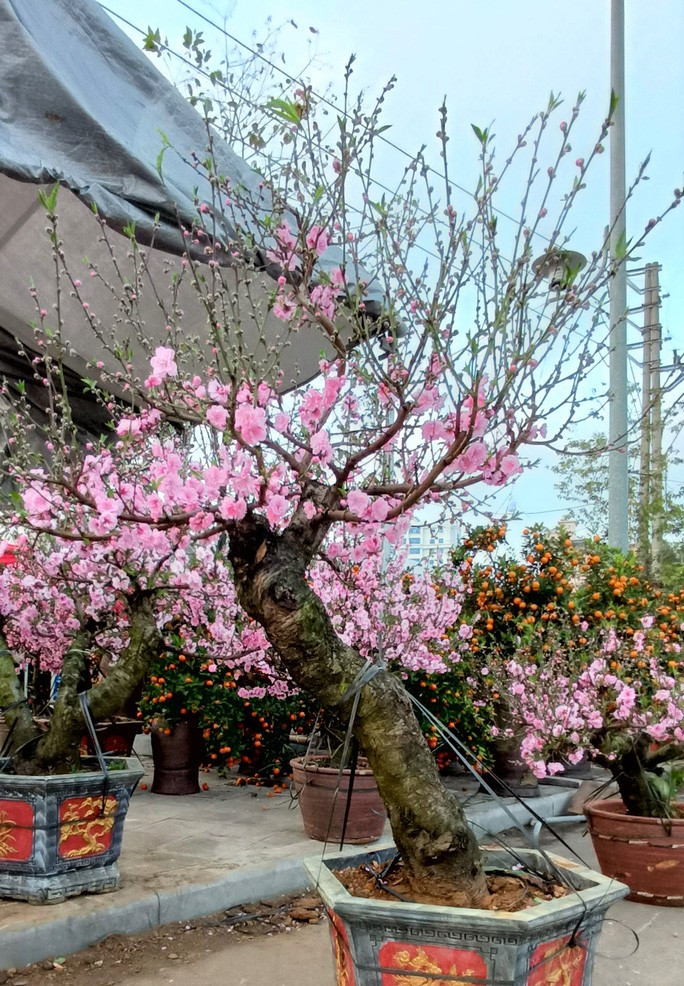 Một chậu hoa đào như thế này nếu bán ở Hà Nội sẽ có giá khoảng 20 triệu đồng, tuy nhiên ở TP Thanh Hóa chỉ có giá khoảng 10-12 triệu đồng; nếu khách thuê sẽ có giá 7-8 triệu đồng