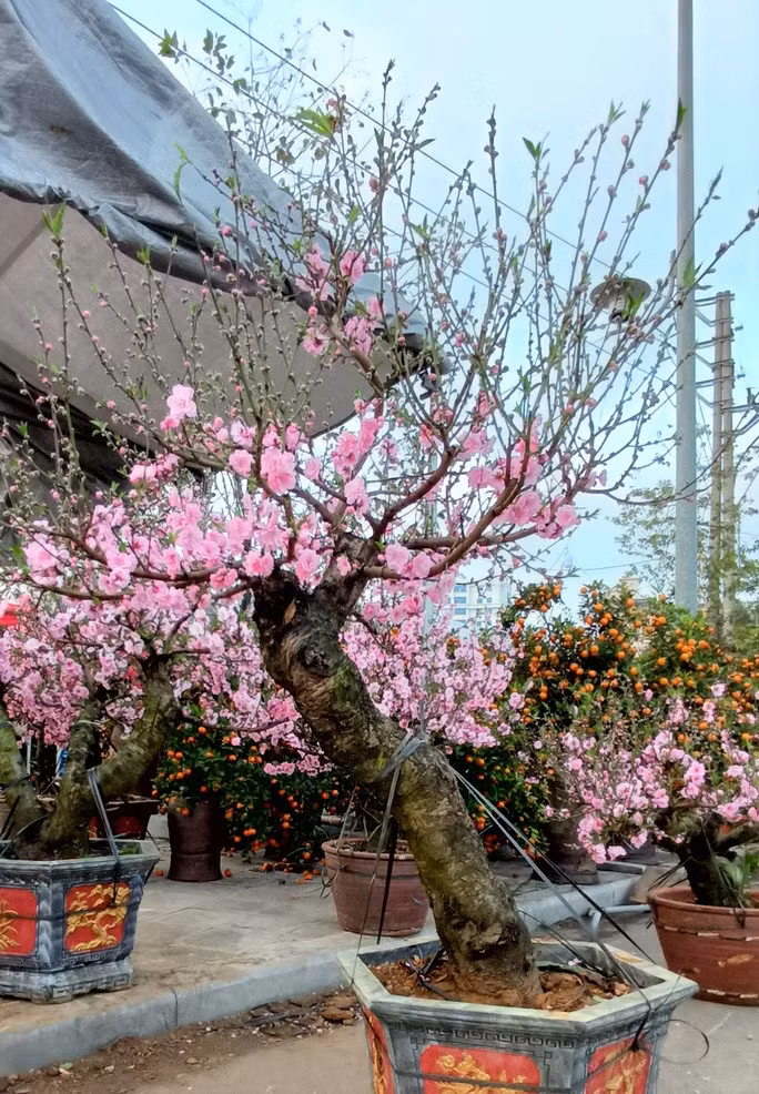 Một chậu hoa đào như thế này nếu bán ở Hà Nội sẽ có giá khoảng 20 triệu đồng, tuy nhiên ở TP Thanh Hóa chỉ có giá khoảng 10-12 triệu đồng; nếu khách thuê sẽ có giá 7-8 triệu đồng