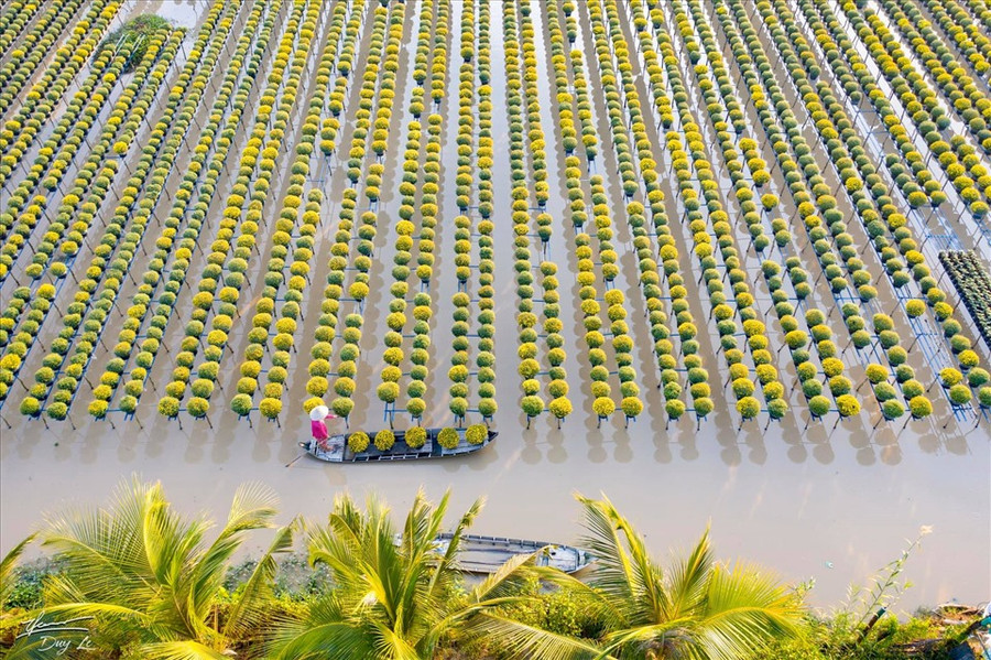 Từ lâu, Sa Đéc (Đồng Tháp) được biết đến một trong những miền đất nổi tiếng về trồng và cung cấp các loài hoa chủ yếu cho miền Tây và miền Nam trong dịp Tết Nguyên Đán. (Ảnh: Thanh Duy)