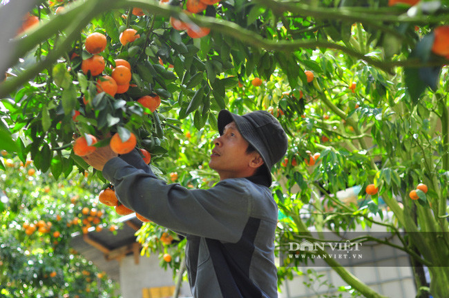 Năm nay, ông Trọng dự tính thu hoạch được khoảng 12 tấn quýt đặc sản các loại. Ông bán quýt với giá đổ đồng 27.000 đồng/kg. Sau khi trừ chi phí, ông Trọng sẽ thu về khoảng 200 triệu đồng.