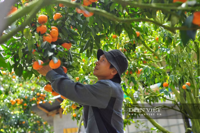 Năm nay, ông Trọng dự tính thu hoạch được khoảng 12 tấn quýt đặc sản các loại. Ông bán quýt với giá đổ đồng 27.000 đồng/kg. Sau khi trừ chi phí, ông Trọng sẽ thu về khoảng 200 triệu đồng.