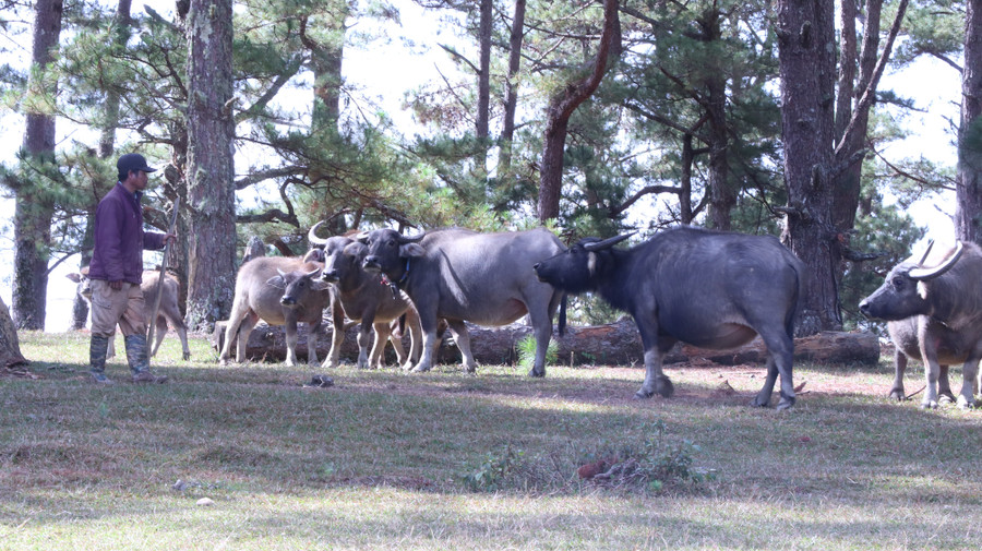 Đàn trâu của gia đình anh Cil Phlit (thị trấn Lạc Dương, huyện Lạc Dương) được xem là giống trâu có nguồn gốc từ Tây Nguyên, phân bố chủ yếu xung quanh chân núi Langbiang (tỉnh Lâm Đồng). Đây là giống trâu của người dân tộc Chil (dân tộc Lạch), gắn bó từ lâu đời trong cuộc sống và văn hóa với đồng bào dân tộc ở vùng Tây Nguyên.