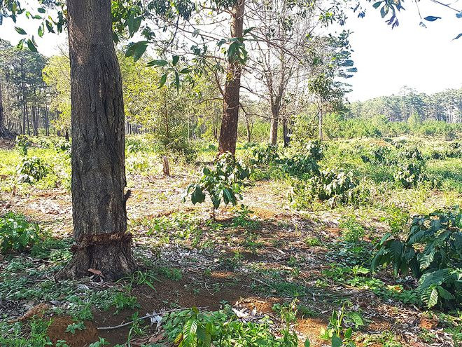 Cà phê được trồng bên dưới những cây bạch đàn hàng chục năm tuổi bị đẽo bạt, ken gốc nở TK 442 - Ảnh: Trùng Dương