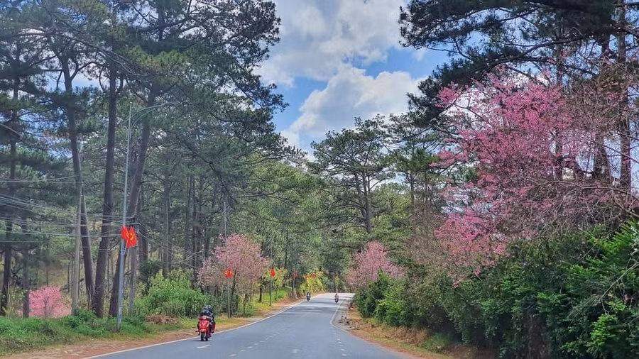 Mùa xuân xứ hoa – Đà Lạt kết tinh từ đất lành ảnh 4