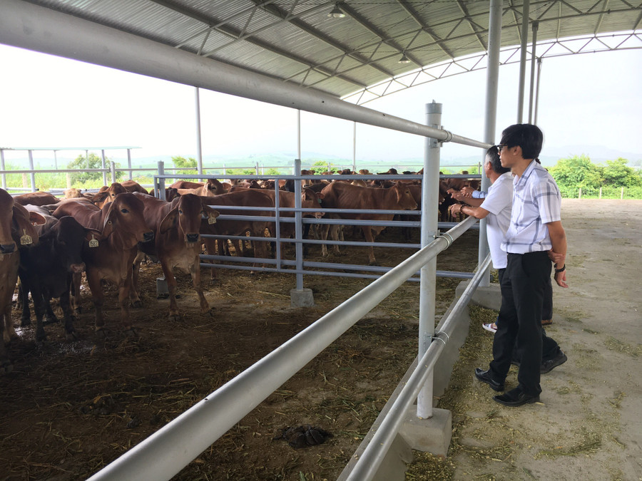 Bò Úc đang sinh trưởng phát triển tốt tại Trại giống vật nuôi Đak Pơ. Ảnh: Nguyễn Diệp