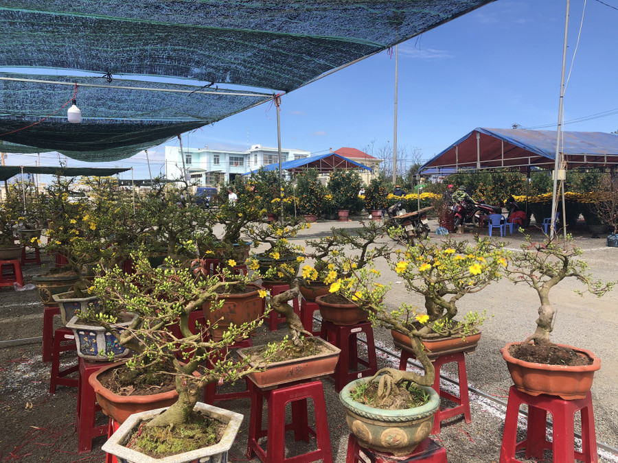  Chợ hoa tết Sao Việt ở TP Pleiku (Gia Lai) vắng vẻ, đìu hiu